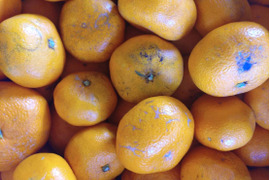 【農薬・化学肥料不使用】神奈川産　青島みかん　10kg (訳あり)