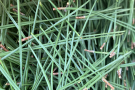 松葉　天然赤松の松葉　300グラム　京都産