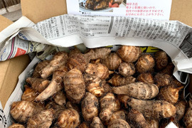 ぷりぷりむけるちいさな海老芋　京都伝統野菜　こえびちゃん1K