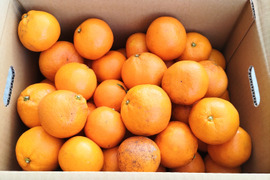 《農薬不使用》ギュッと濃厚！完熟みかん(ご自宅用・5kg)