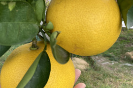 紀の川八朔　優品L〜２L寸↑ 5kg箱込み　ハズレなし！！