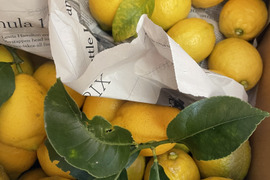 【KUMANO LEMON】リスボンレモン　4.5kg(27個〜36個)
⭐︎採れたて直送⭐︎