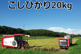 3年産こしひかり20kg