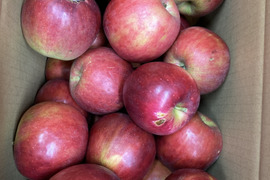 家庭用訳あり紅玉箱込5.5キロバラ詰　りんご