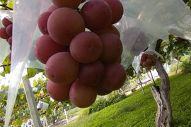 「牧丘天空の丘クイーンニーナ」 約1kg(2～3房)10 月15日～発送