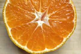 甘みと酸味のバランスが良い！
家庭用　温州ミカン宮川早生　4㌔