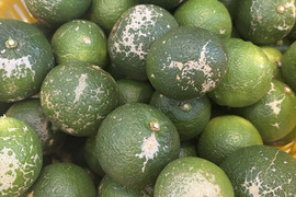 限定！家庭用！《農薬不使用》かぼす発祥の地/臼杵市産/香り高いかぼす《大分一号》2kg