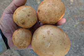 新じゃがいも 沖永良部島産　25キロ（3箱合わせ）