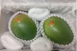 【予約販売】宮古島産 キーツマンゴー（訳あり）1.5kg