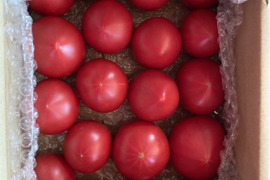 完熟フルーツ濃縮トマト！濃い味トマト たっぷり0.8～1㎏/箱程度(15～20玉/箱)