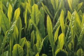 【限定予約】八十八夜牧之原産特選新茶２袋