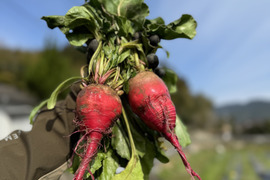 農薬不使用！『ゴルゴビーツ』2個セット