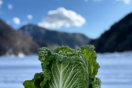 【１人１回だけの特別品】　≪雪国で育まれた水分・甘みたっぷりの白菜≫　兵庫県香美町産「雪ぶとん白菜」（２玉箱入）