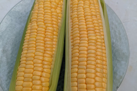 とっても甘くて、とってもみずみずしく、とっても美味しい長崎県産とうもろこし　6本入り