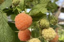 【オレンジラズベリー】冷凍ラズベリー
良果を選別！美容健康に！(300g）
収穫したてのものをすぐに冷凍しました！