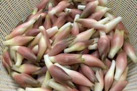 高原みょうが(1kg)南信州売木村産