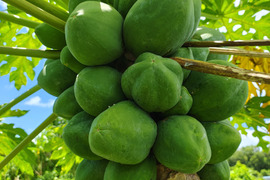 パパイン酵素たっぷり!!沖縄の青パパイヤ1ｋｇ