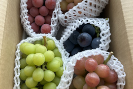 甲斐キングの通販｜ぶどう｜食べチョク｜産地直送(産直)お