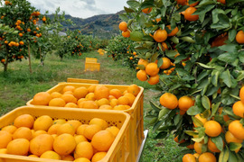 有田みかん【小粒小玉】3.3kg（箱込）