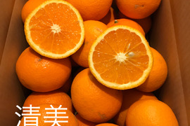 美味しさギュッと!瀬戸内の清美