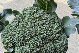◆冷蔵便◆ 採れたて新鮮‼️ブロッコリーを80サイズでお届け！