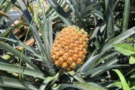【希少】樹上完熟ボゴール(スナックパイン)2〜3玉🍍(2kg〜)