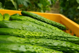 【きゅうりってこんな味だったんだ】切るだけで極上の副菜に。昔ながらの朝もぎ『四川きゅうり』 １.７㎏箱