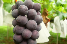 【8月発送】山梨県産 巨峰 2kg｜朝採れ・濃い甘さと香りの黒ぶどう