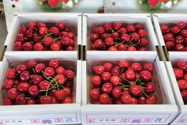 〈早期予約販売🍒20箱限定〉　大粒のみの紅秀峰　２Ｌ以上　一キロパックバラ　６月中旬~７月上旬発送予定　さくらんぼ