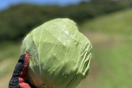 愛媛県産ほとんど低農薬野菜詰め合わせ（5品目）
