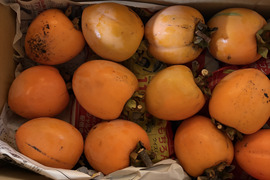 愛媛県丹原町産　あたご柿　干し柿用渋柿　訳あり箱込み10キロ