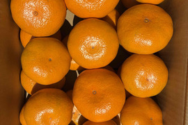 農薬・化学肥料不使用　小田原のミカン　(5㎏)