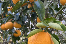 さわやか！自然農の八朔　6kg