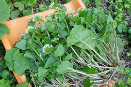 春のしるし天然花わさび200ｇ｜白神山麓より｜ツンとくる春