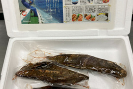 【訳あり】B1カツオ藁焼き4節