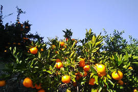 樹になったまま、色づいた　宮川早生みかん（無選別無階級 1.2級品こみこみ）　９K入り