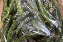 漬物に！傷や曲がり等で摘果したチビきゅうり！【2kg】