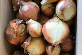 【あと１０箱！訳あり品】パッチファームの玉ねぎ５ｋｇ