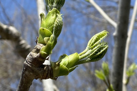 【舘市様専用】山菜の女王様👑コシアブラ　雫石町産　天然こしあぶら　４００ｇ