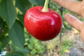 【 プチやまがた紅王 】山形県天童産 500g 【 規格外:サイズL.LL混合:味は最上級 】