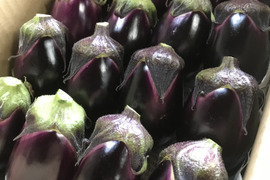 りんごあめなす　【十全茄子】　16個　〜水茄子界の最高甘味〜