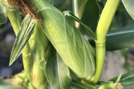 ガブッと　とうもろこし　10本