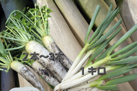 【同梱発送】自然栽培大根×ネギ