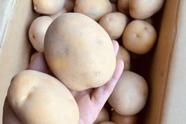 農薬化学肥料不使用　BIGサイズ栗のように甘い！新じゃがインカのめざめ4キロ
