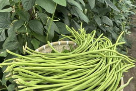 【日本国内希少】朝採り新鮮 本格長豇豆（ロングインゲン）　2kg  ── ハウス栽培・農薬殺虫剤不使用、圧倒的な長さと極上のシャキシャキ食感【数量限定・産地直送】