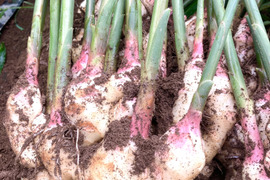 高知県産　朝採れ新生姜レシピ付き　1キロ