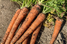 【オーガニック】有機にんじん（4kg）スティック向き