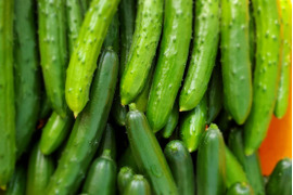 太陽のごちそう！パリッとひなたきゅうりお買い得5kg(箱重量込)