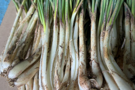 沖縄 伊江島特産 島らっきょう 1kg