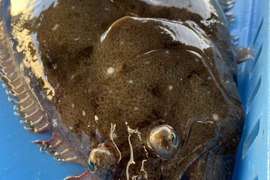 人気のサイズです！ 活け〆ヒラメ
1.5kg位(1.3〜1.7kg位)のサイズ　1尾